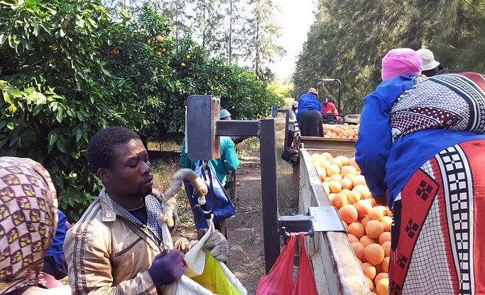 LoadAssist Neo used in citrus harvesting operation