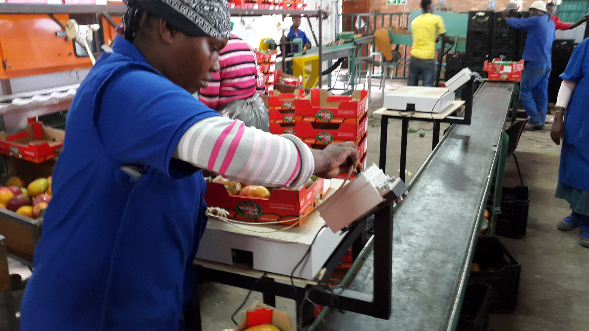 Tray stacking process